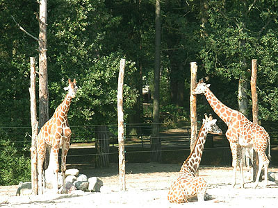 giraffen