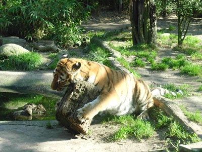 siberische tijger