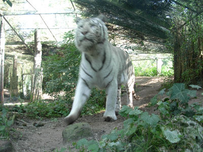 witte tijger