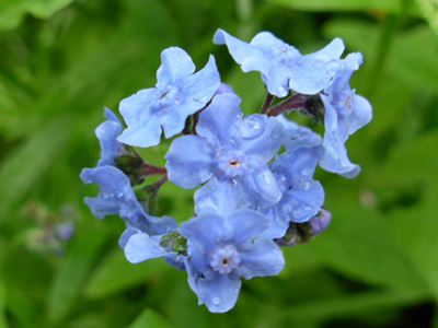 cynoglossum amabile