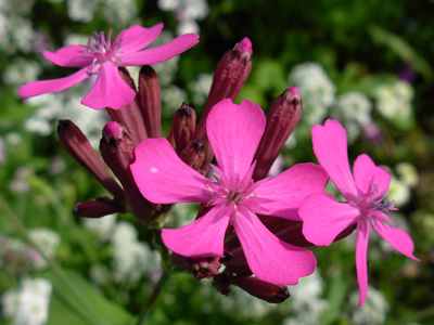 silene armeria