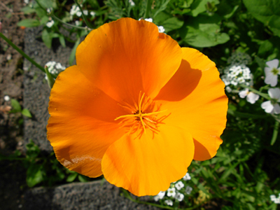 eschscholzia californica