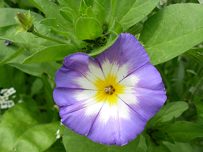 gilia capitata tricolor