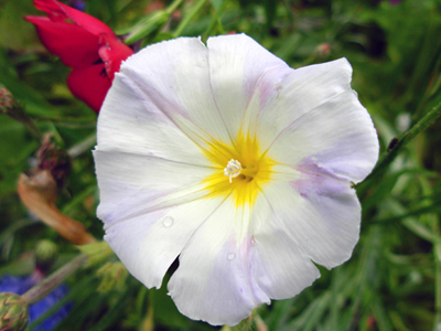 nigella damascena