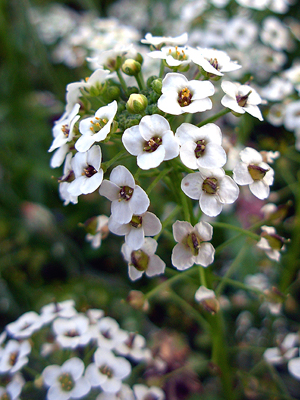 alyssum maritima