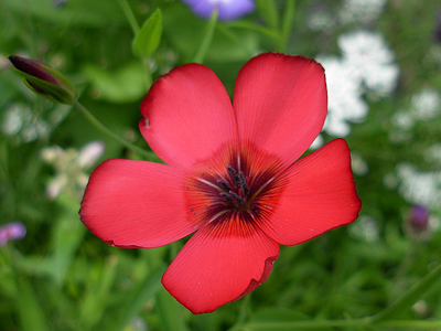 linum rubrum