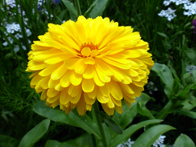 calendula officinalis