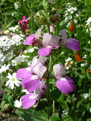 collinsia bicolor