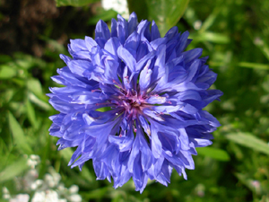 centaurea zwerg