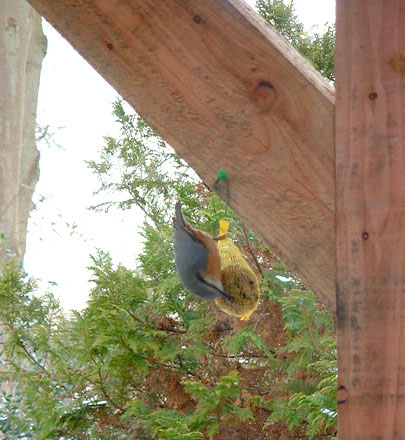 vogels de Bremerberg